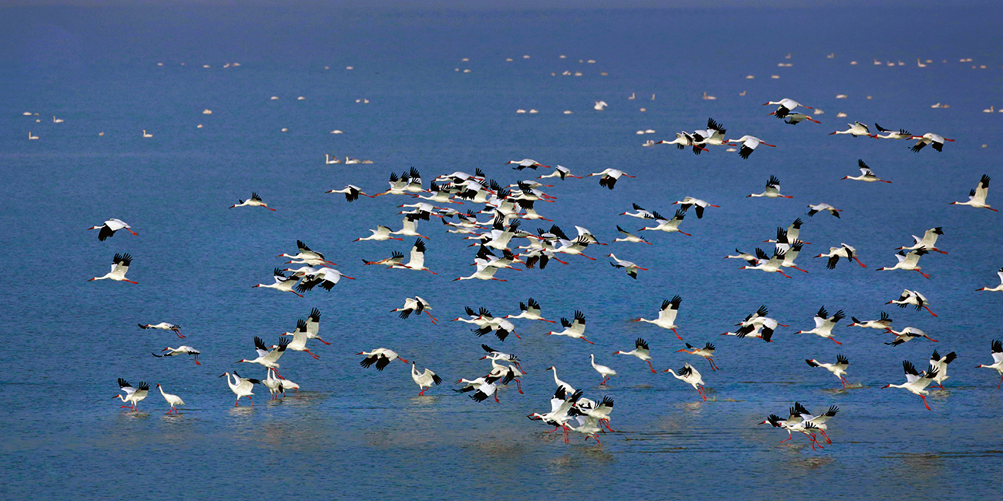 鹤舞鄱湖2.jpg